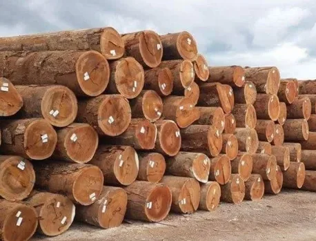 Top Selling Timber Wood