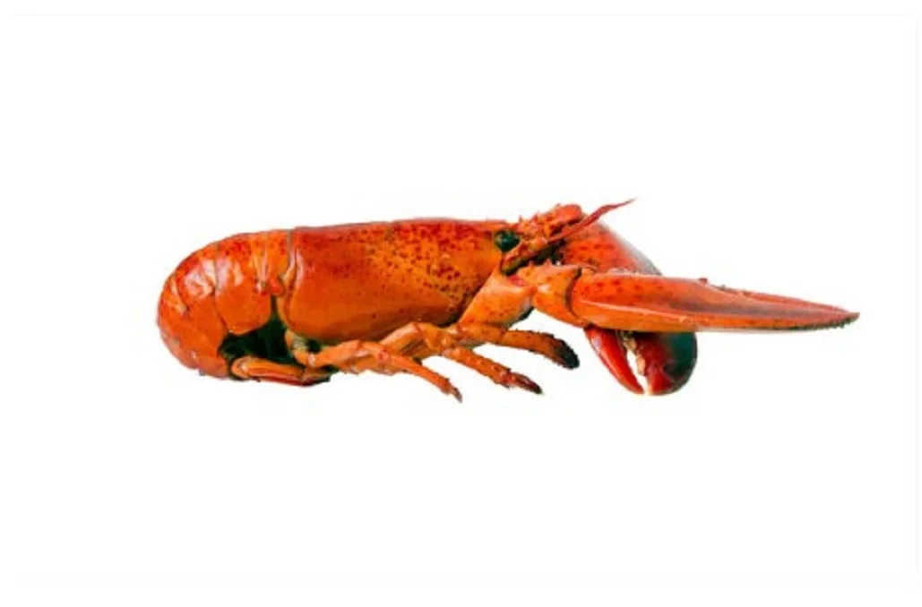 Wholesale Supplier Of Bulk Fresh Stock of Frozen seafood Lobsters