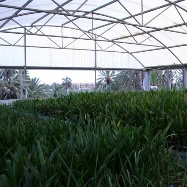 Natural Agri-Horti Phoenix Dactylifera Date Palm Tissue Culture For Garden dates Fruit palm tissue culture Seedling from India