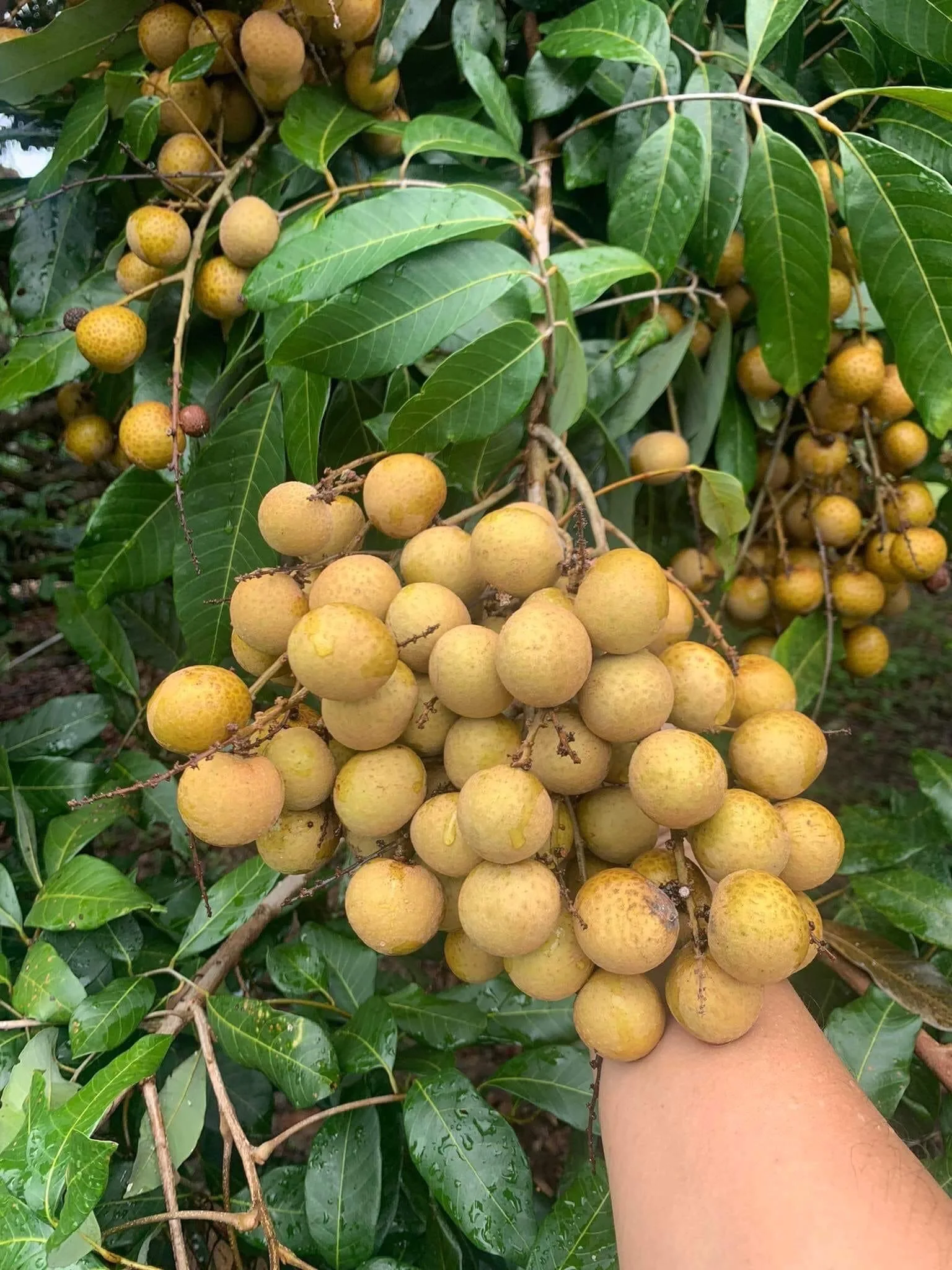 Fresh Longan Tropical Fruit Premium Quality Control With  GMP Manufacturing Other Agriculture Products From Orchard Thailand