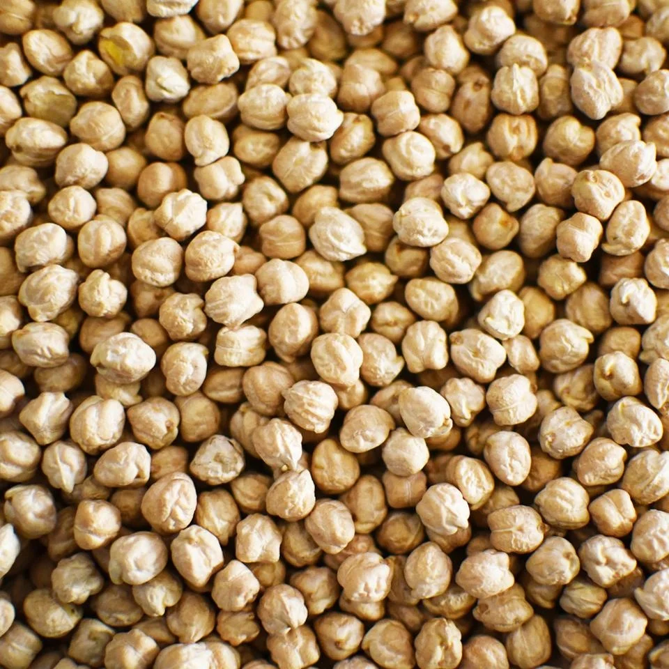 Cheap Certified Chickpeas Wholesale Organic Chick Pea with Good Price