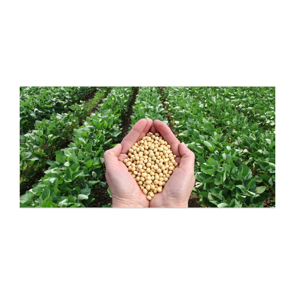 Standard Quality Best Selling Non Gmo Soybean Newest Yellow Soybeans with good Nutrients at Market Manufacturer Price