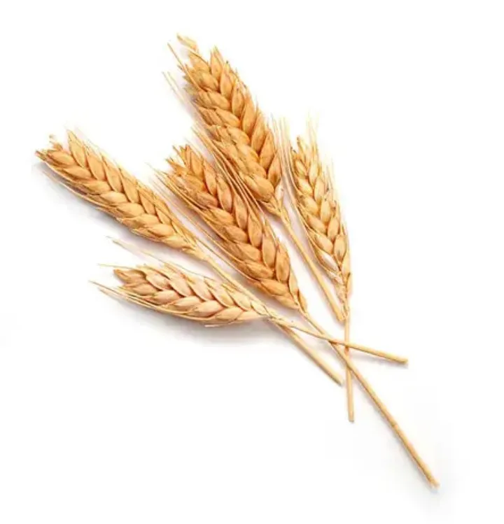 Durum hard wheat grains 100% prices from Ukraine