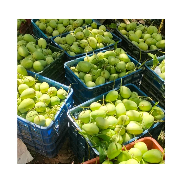 Premium Bulk Fresh Mango product