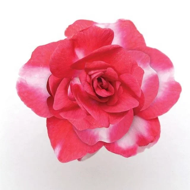 Artificial silk Common peony  Paeonia officinalis real touch Artificial fake flowers for Home Wedding Party Decoration