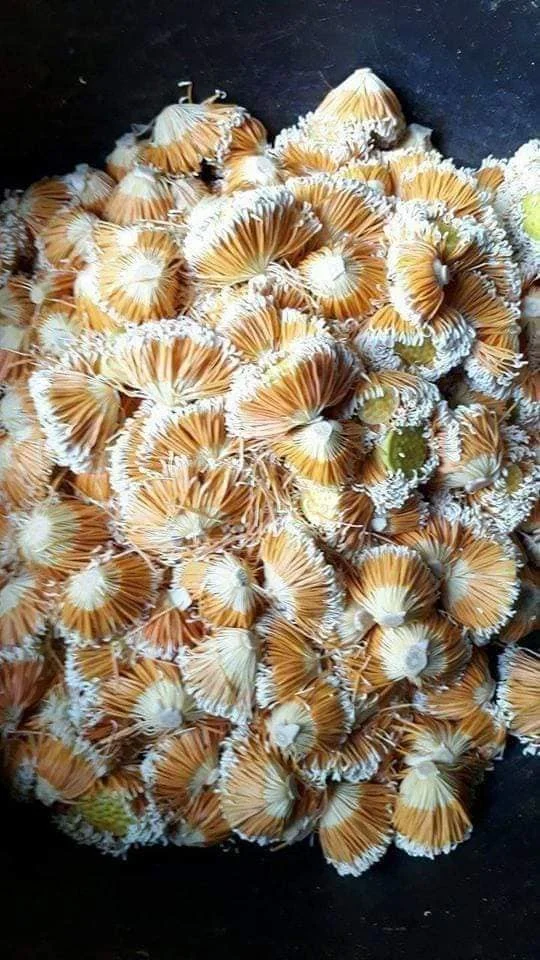 LIAN XU CHINESE NATURAL STAMEN NELUMBINIS / Dried Lotus Stamen Tea / Dried Sacred Lotus Nelumbo Nucifera Stamen