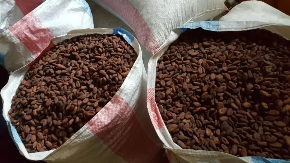 We are Suppliers of Natural Raw Cocoa Beans, High Quality Available
