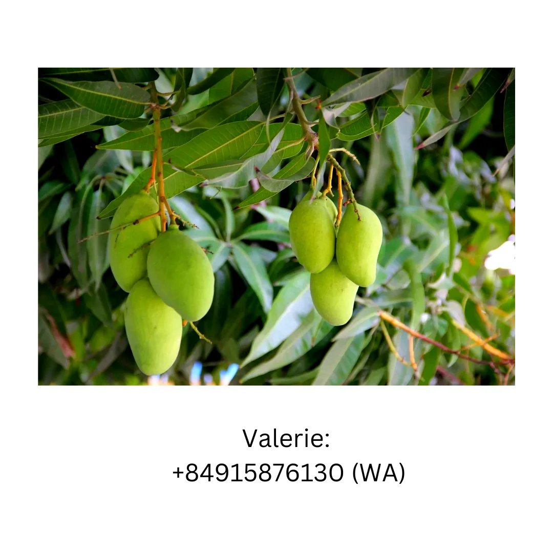 Newest Seasson Fruit Naturture Green Mango  With natural Aroma And Sweetness For Wholesale Price
