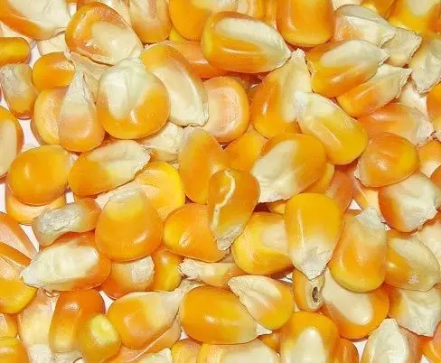 Top Quality Yellow Maize Broken Feeds At Wholesale Prices From India