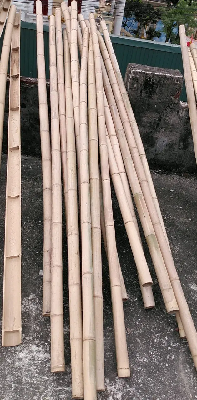 Vietnamese natural bamboo fence wholesale price! Raw Bamboo Poles for Gardening and Decoration! Bamboo Pole Natural