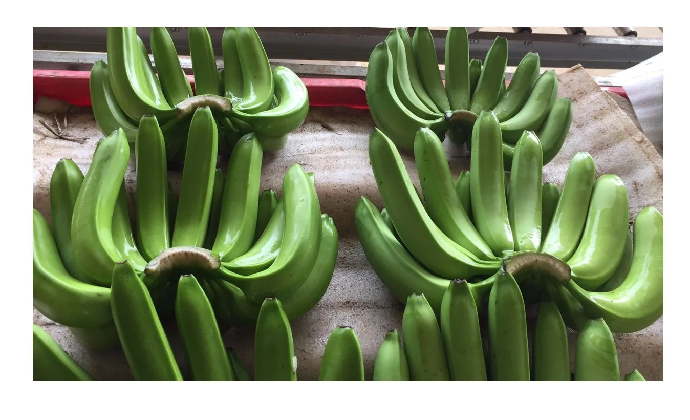 Best Price Fresh Fruit Bananas Bulk Stock Available With Customized Packing - Top Grade Tropical Fresh Banana From Vietnam