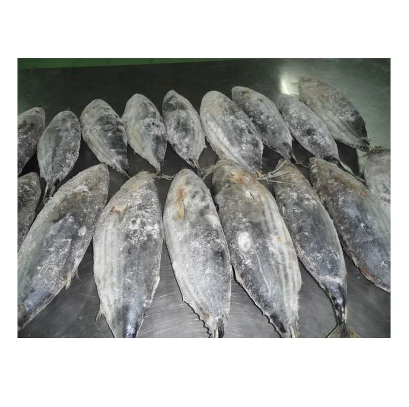 Cheap Price Supplier From Germany Tuna Whole Skipjack Frozen Clean Fish at Wholesale Price With Fast Shipping