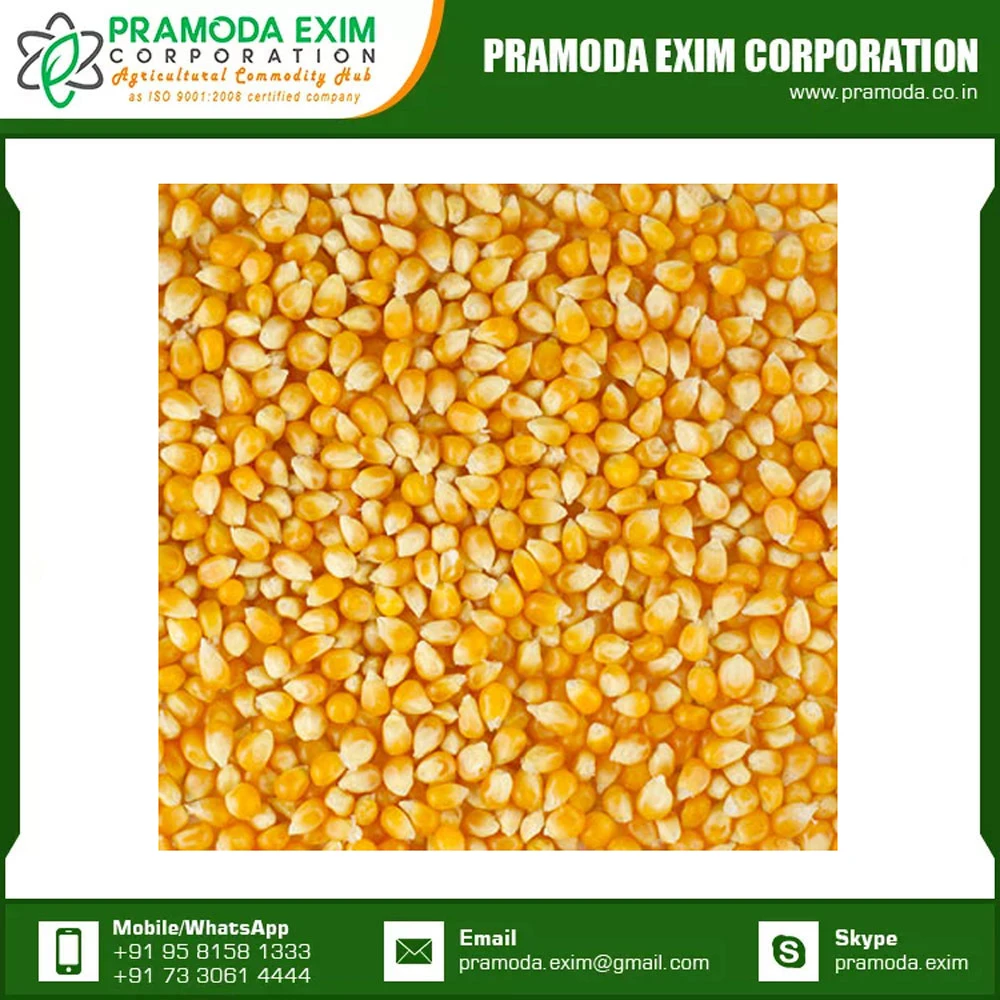 High Quality For Sale Yellow Corn Animal Feed Yellow Corn Available At Affordable Price