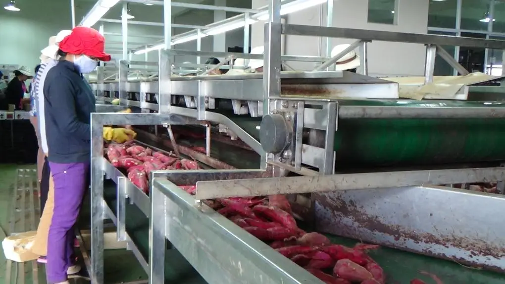 Cleaned Organic Natural Fresh Sweet Potato From Vietnam 2022