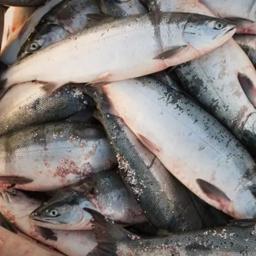 Best Quality Custom Made Wholesale Factory Price Frozen Atlantic Salmon Fish