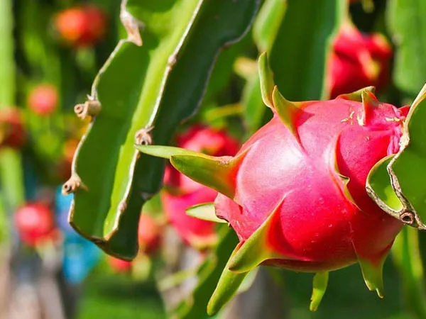 Providing Vietnamese Red Dragon Fruits at competitive prices, dragon fruit