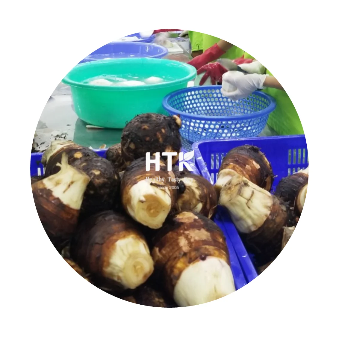 BEST SELLER 2024 FROZEN TARO PASTE Made In Vietnam Factory from HTK FOOD for Food & Beverage