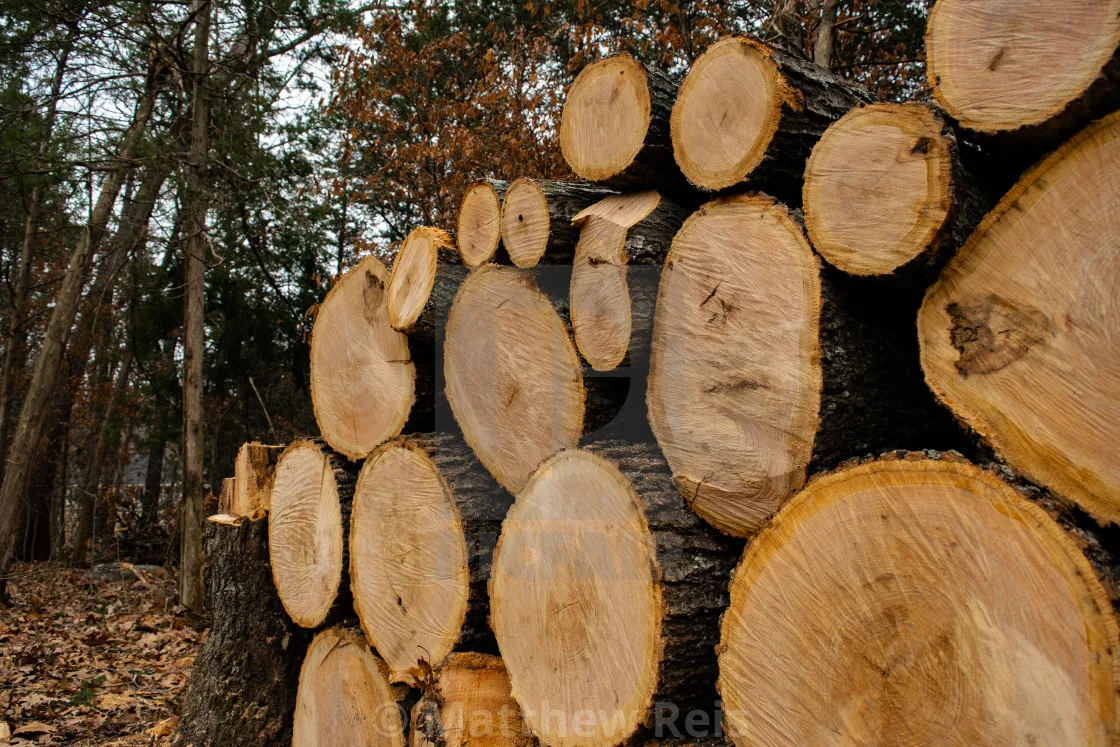 Лучшее качество, древесное сырье, тиковое дерево, бревна по конкурентоспособной цене