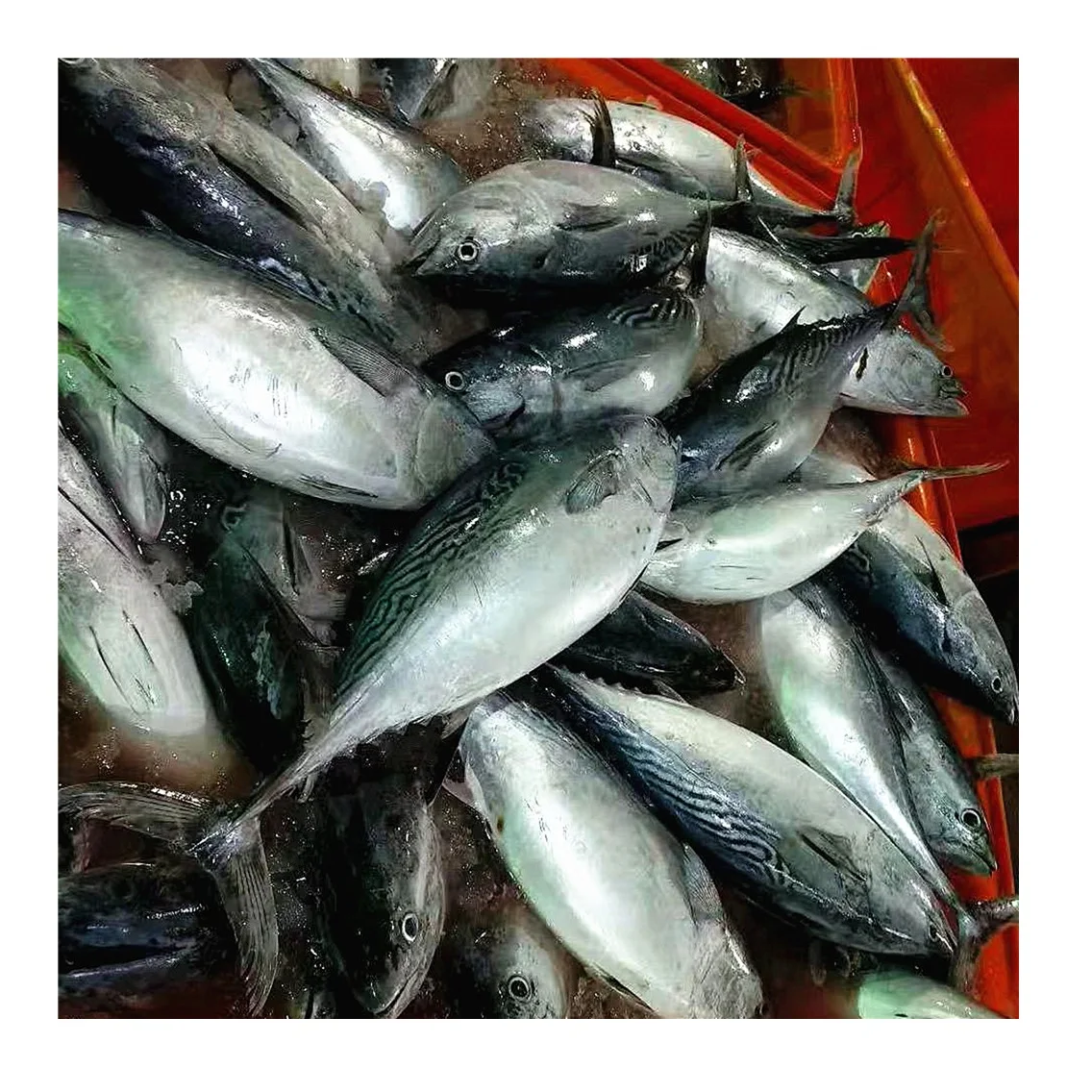Good Quality fresh frozen bullet tuna bonito fish Available in Bulk Fresh Stock At Wholesale Price With Fast Delivery