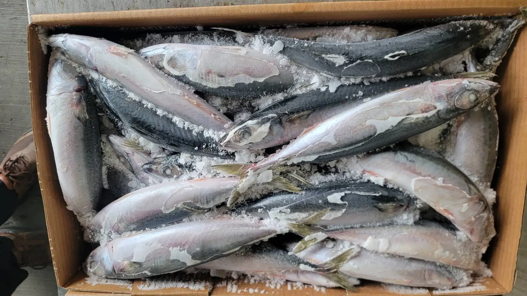 Frozen Pacific Mackerel
