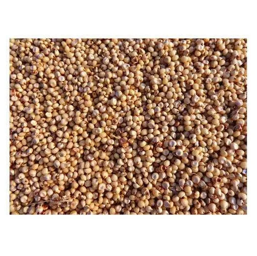 100% Pure Natural Quality Organic Whole Sorghum Grains At Best Wholesale Pricing