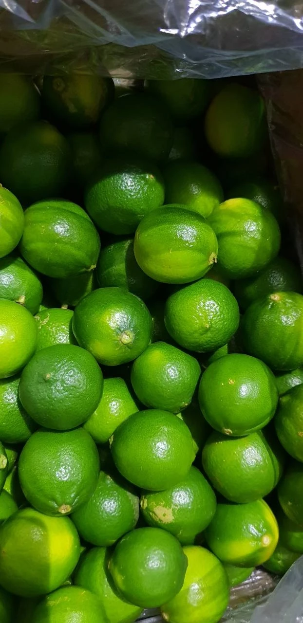 Natural Fresh Lime Without Seeds High Quality Natural Fresh Lime Without Seeds/ Green Lime Seedless From Vietnam