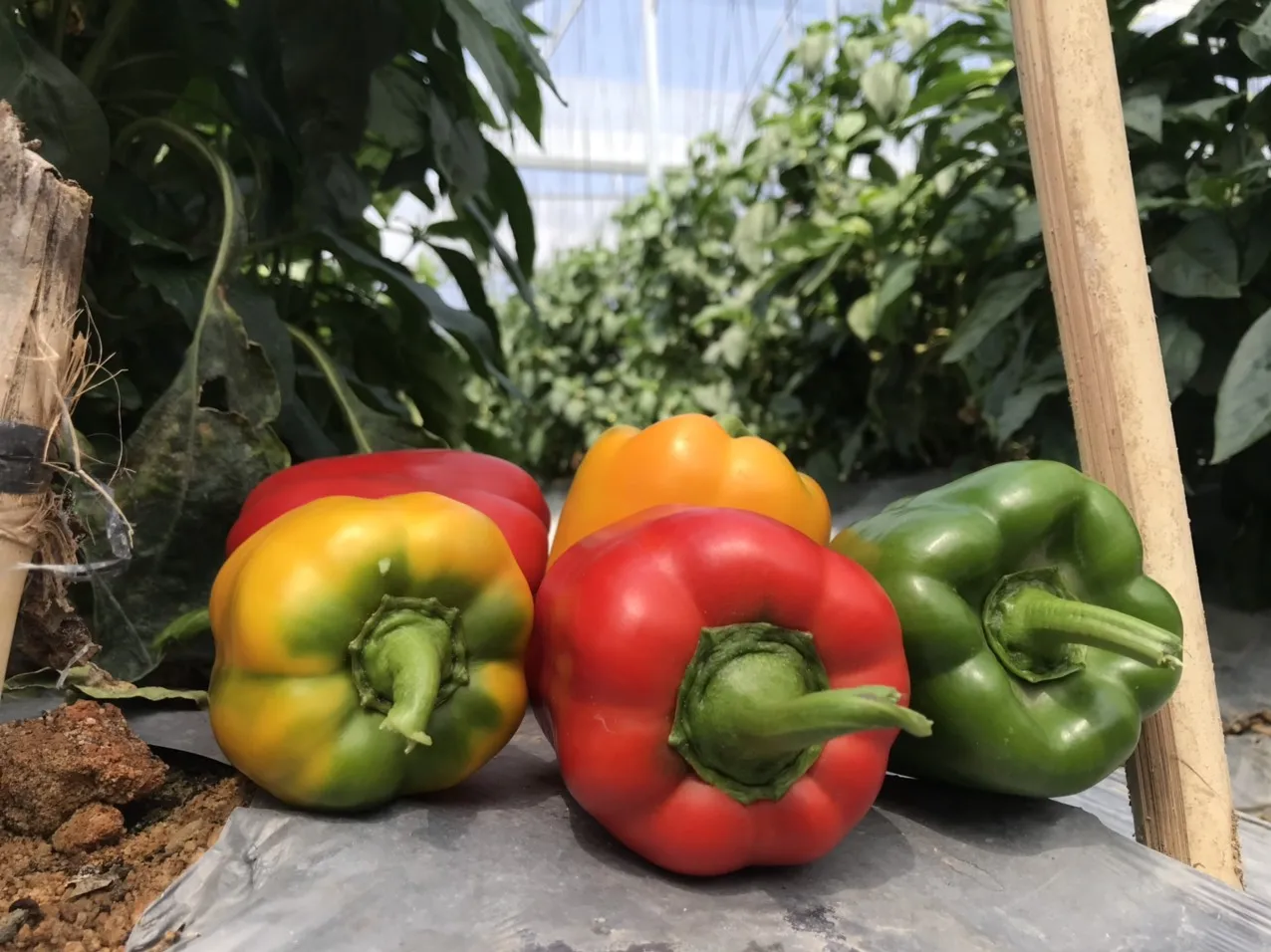 Capsicum/Fresh Red Bell pepper from Vietnam to the best price - standards in agricultural production from Dalat