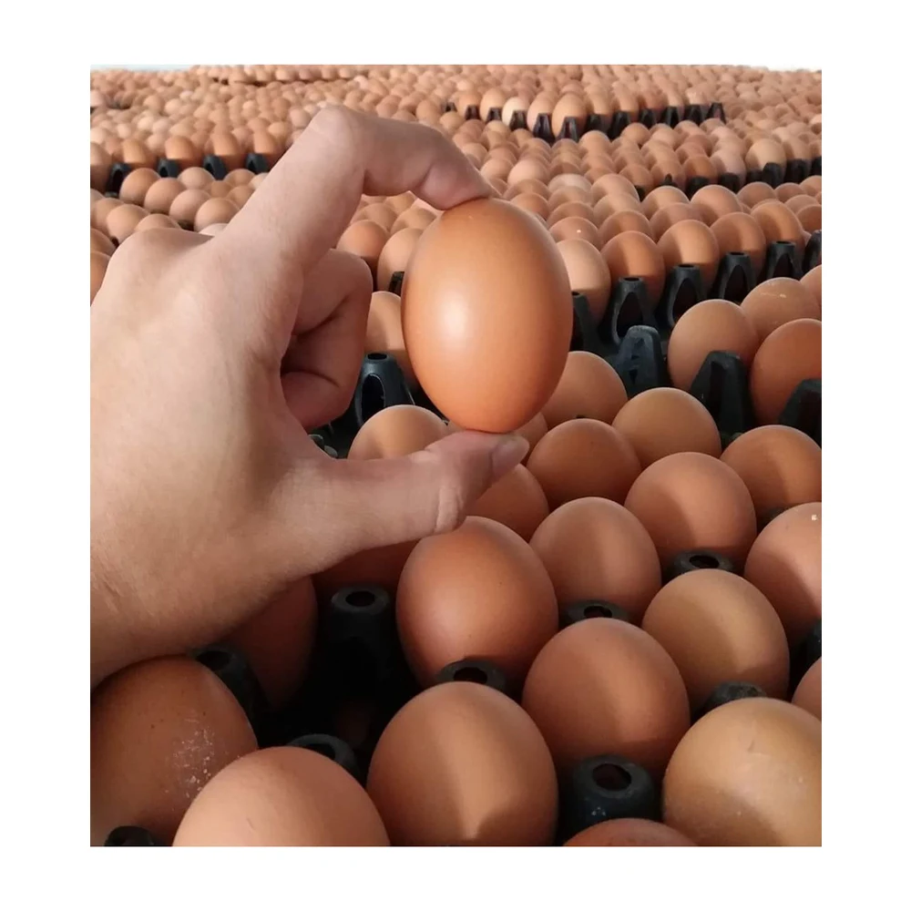 Fresh Organic Poultry Chicken Brown Table Eggs | Halal Top Quality Packed Eggs