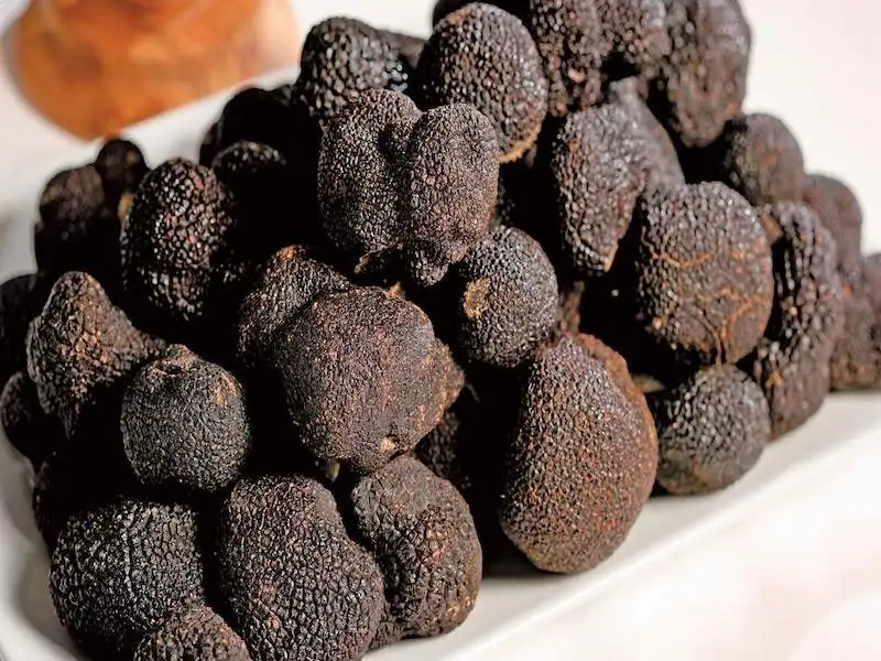 Truffles Mushroom11.jpeg