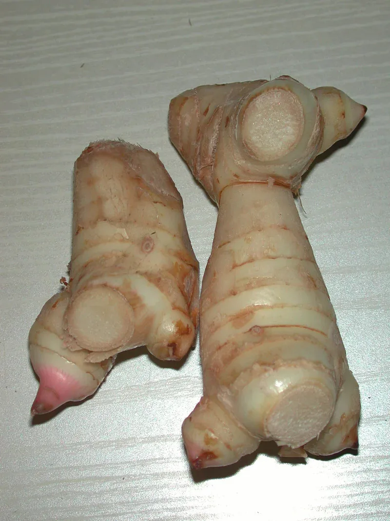 Белый замороженный свежий корень Расми galangal для хорошего