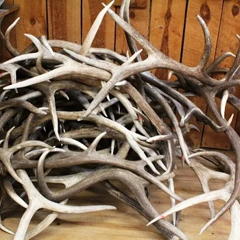 Best Top Grade Red Deer Antlers, Red Deer Antlers Horns for sale