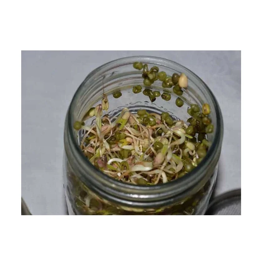 Высококачественные консервированные бобы мунг | Продажа консервированных продуктов по лучшей
