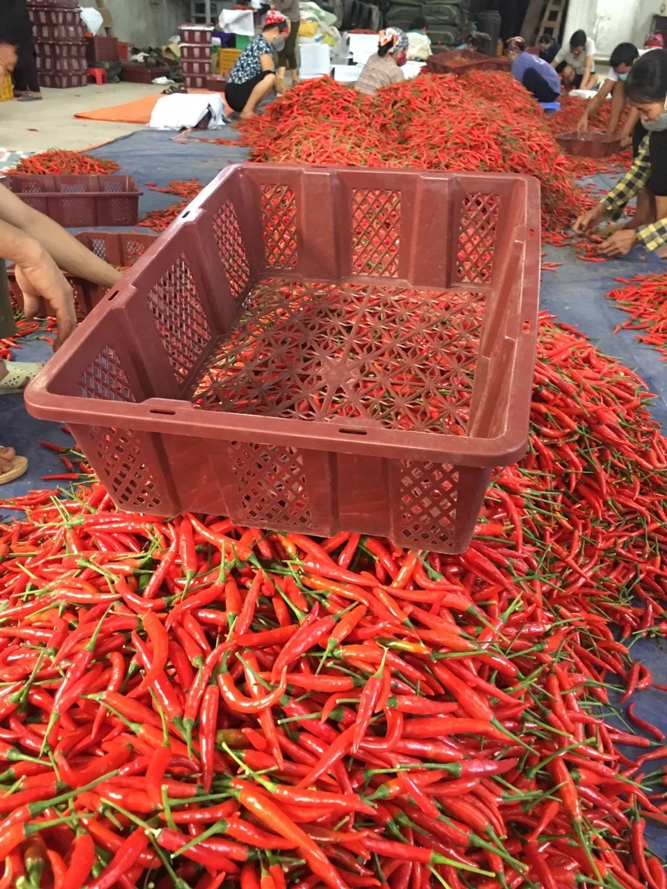 100% High Quality Chili Wholesale Fresh Red Chili Best Price Red Hot Chili Vietnam Ready To Ship For Seasoning and Spices