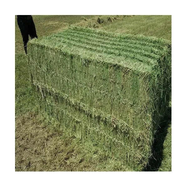 Best Price Bulk Alfalfa Hay Grass Bales For Cattle Feed