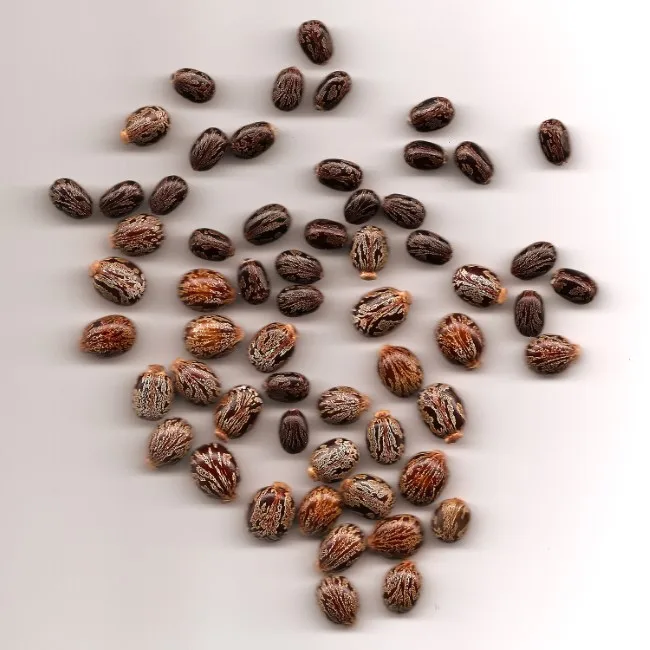 2023 Affordable High Quality Castor Seeds