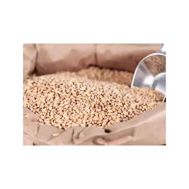Best Quality Wheat Grain