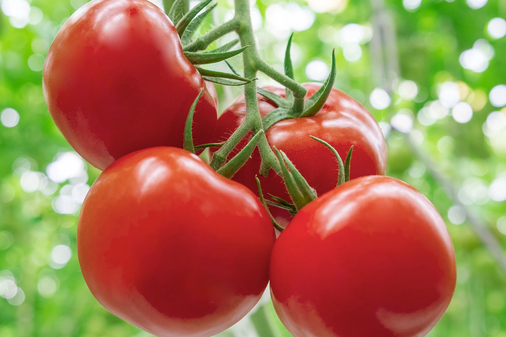 2022 Natural High Quality Pure Fresh Tomatoes