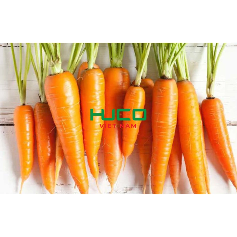 High Quality Fresh Vegetables Common Cultivation orange Natural sweet Fresh Carrot
