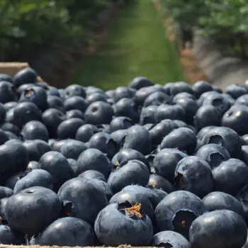 Top quality blueberry for sale