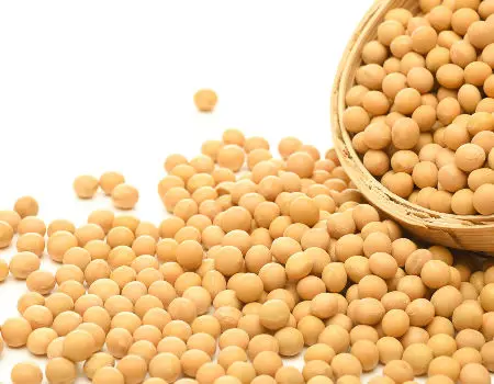 New Crop Top Grade Peeled IQF Frozen Soy Bean Kernels / Food Grade Yellow Soybeans