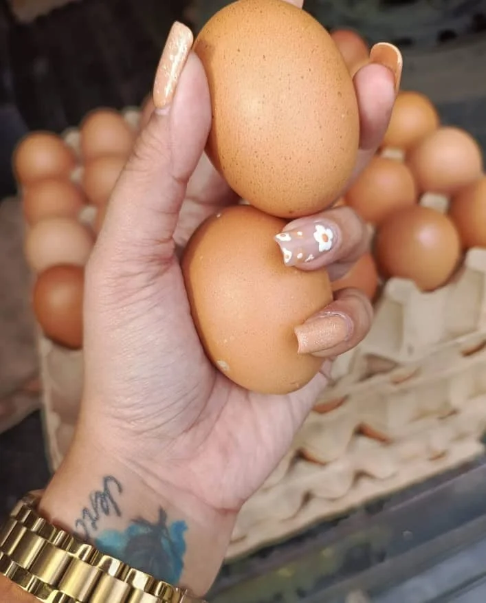 Organic Fresh Chicken Table Eggs & Fertilized Hatching Eggs USA origin for human consumption/Fresh Chicken Table Eggs Brown