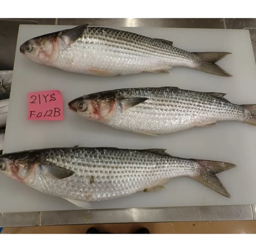 New Season Frozen Fish IQF Gutted Grey Mullet For Sale