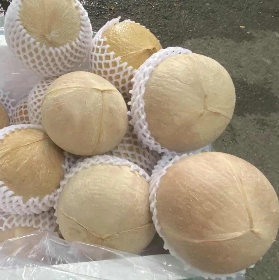 High Quality Diamond/Polished Fresh Young Siamese Coconut Wholesale from Vietnam - ANNA DO WA+84982153058