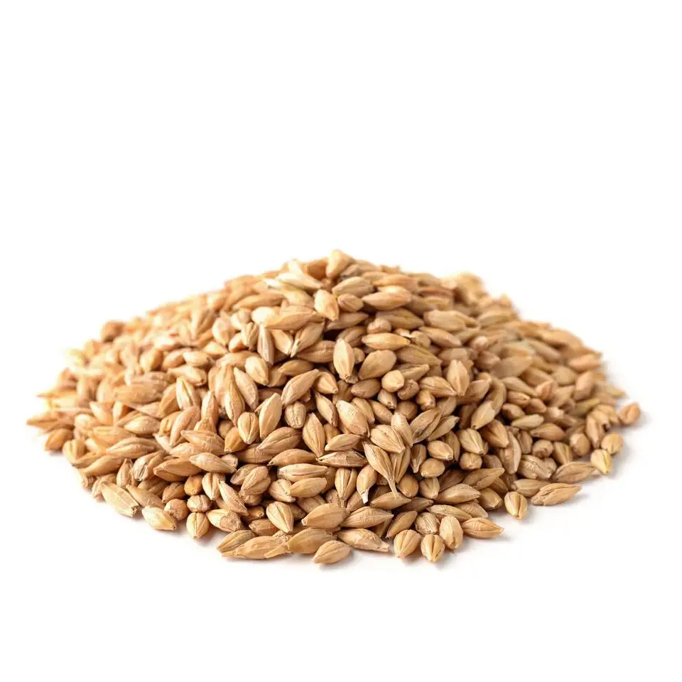 Animal feed barley grain |high quality barley grain in bulk |Hulled Pearl Barley|Bar ley Malt