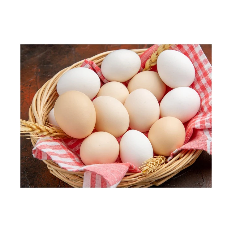 Ostrich Fertilized Eggs For Sale