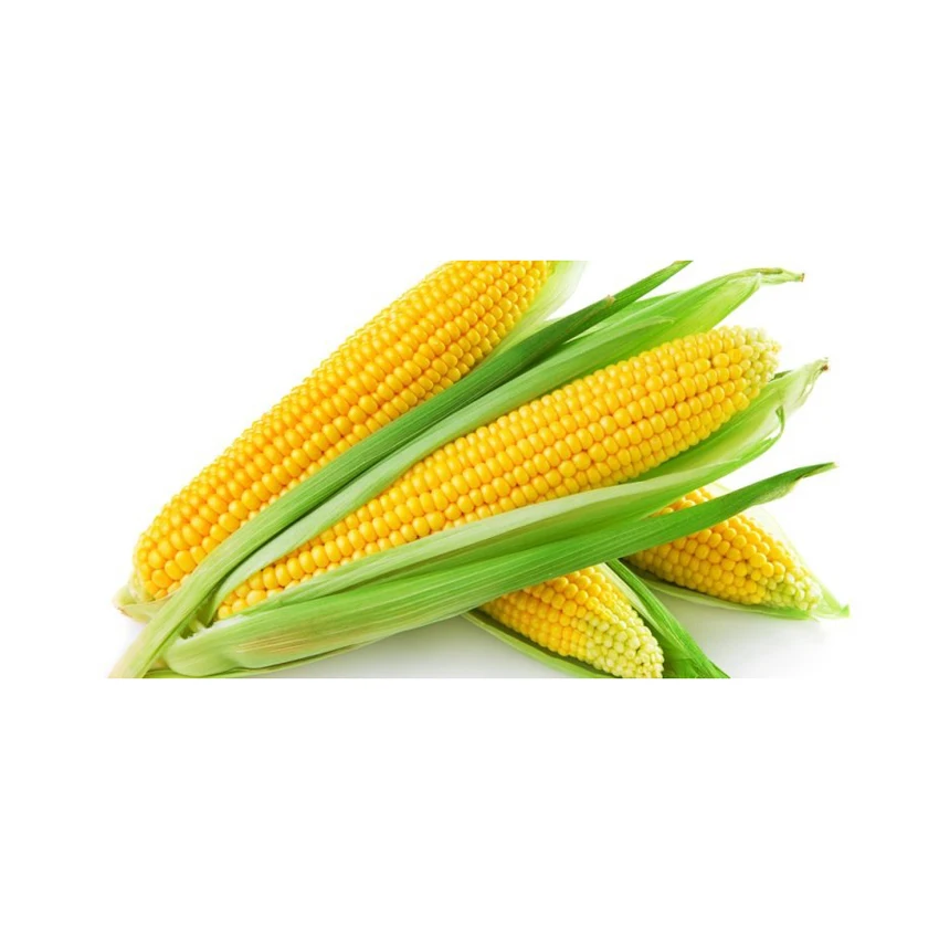 Fresh Organic Yellow Corn Maize Top Quality Raw Sweet Corn Seed Bulk in 50 kg Packaging bags