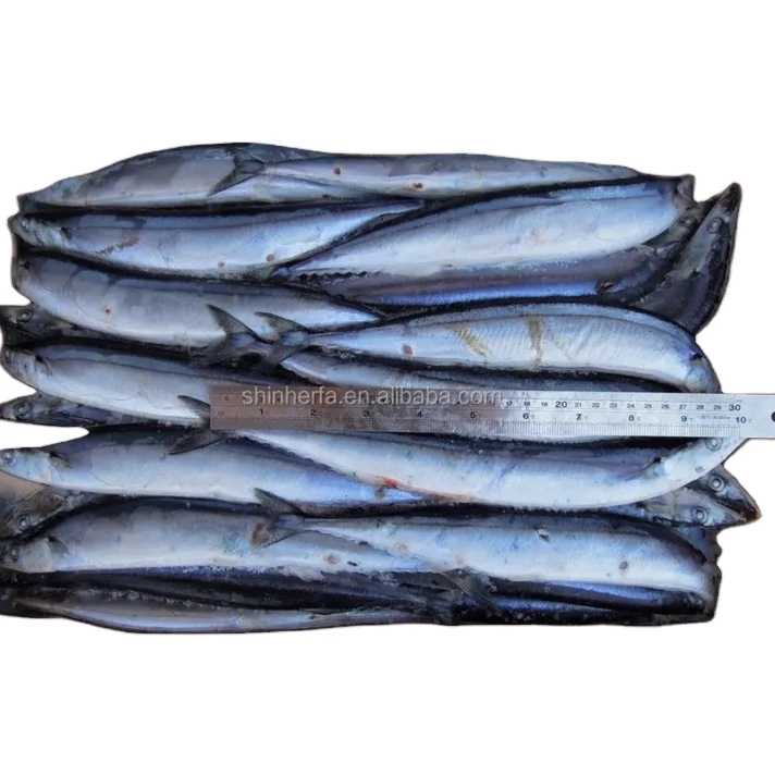 Sea Harvested Saury Large