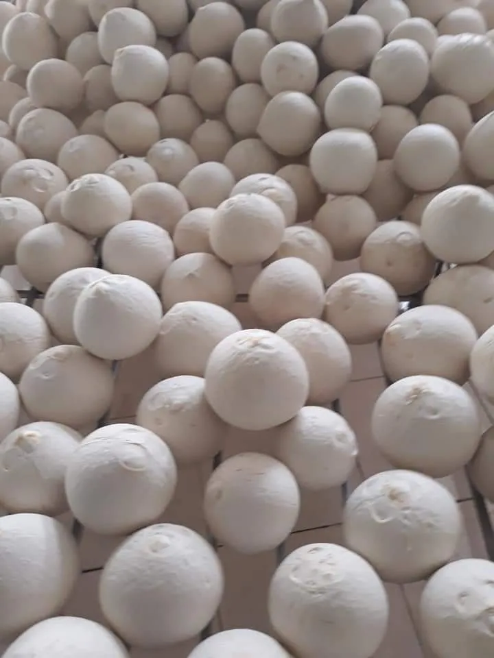 [Best Selling 2022] Top Quality Wholesale Good Price Organic Fresh Young Coconut 100% From Viet Nam