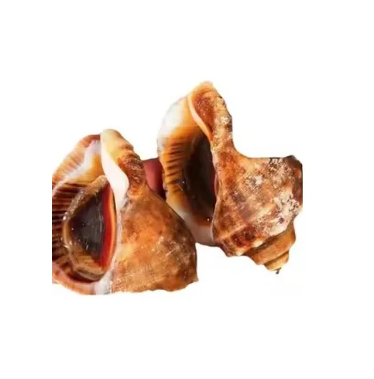 Shop Premium Quality Frozen Seafood Conch Fresh and Dried Shellfish at Discounted Prices for Your Cooking Needs