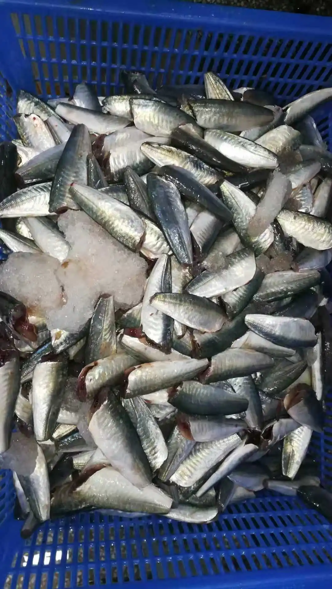 High Quality Ingredient Whole Part Body Manufacture Seafood frozen fish prices Round Scad HGT from Vietnam